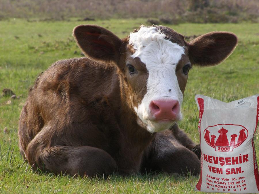 Tamamlayıcı buzağı büyütme yemi