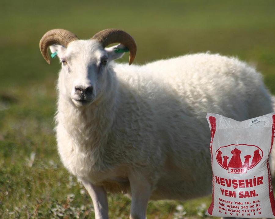 Tamamlayıcı Toklu Besi Yemi