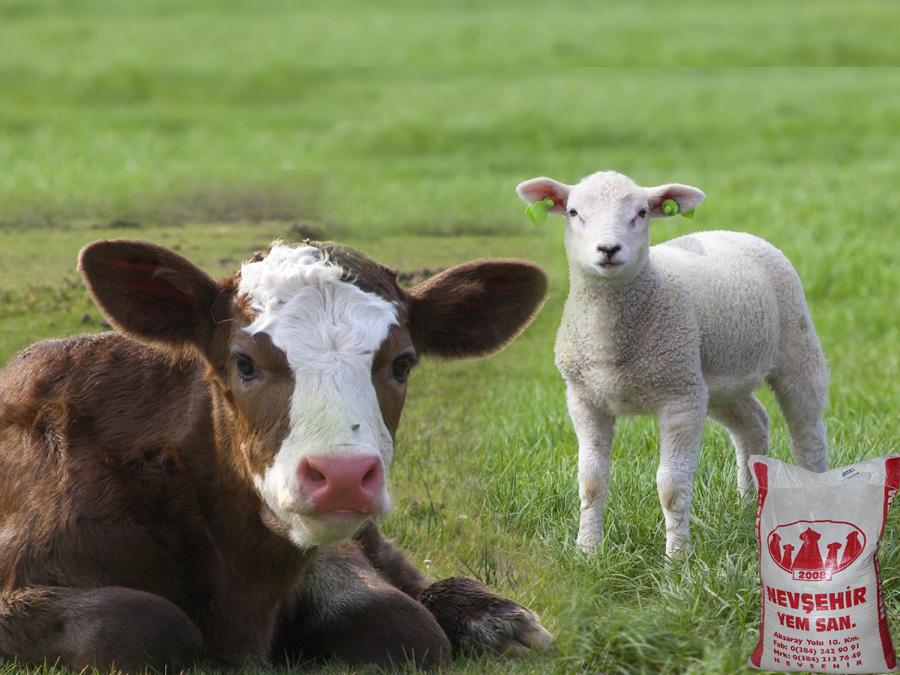 Tamamlayıcı Kuzu ve Buzağı Başlangıç Yemi