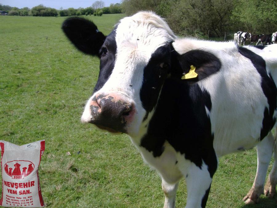 Tamamlayıcı sığır süt yemi