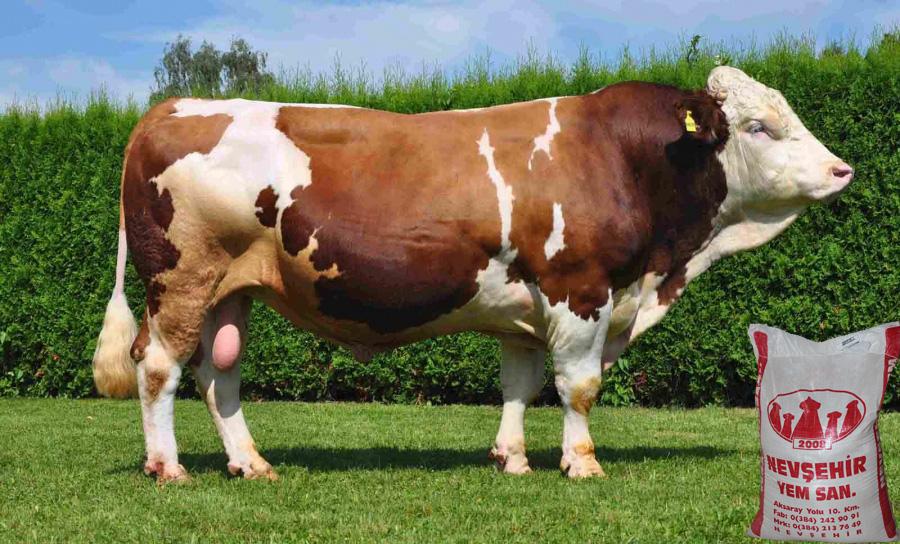 TAMAMLAYICI pelet kuzu ve buzağı büyütme YEMİ