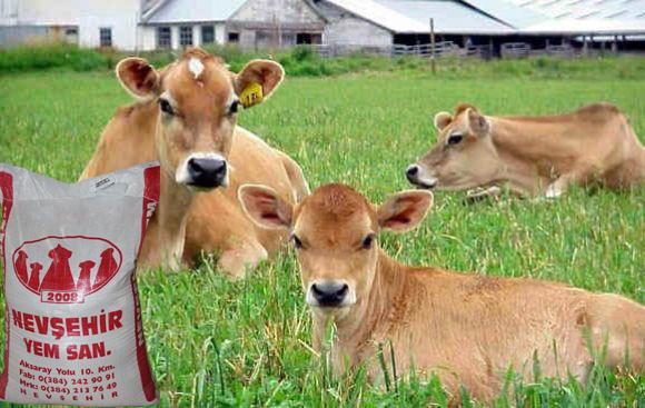 Tamamlayıcı özel besi yemi